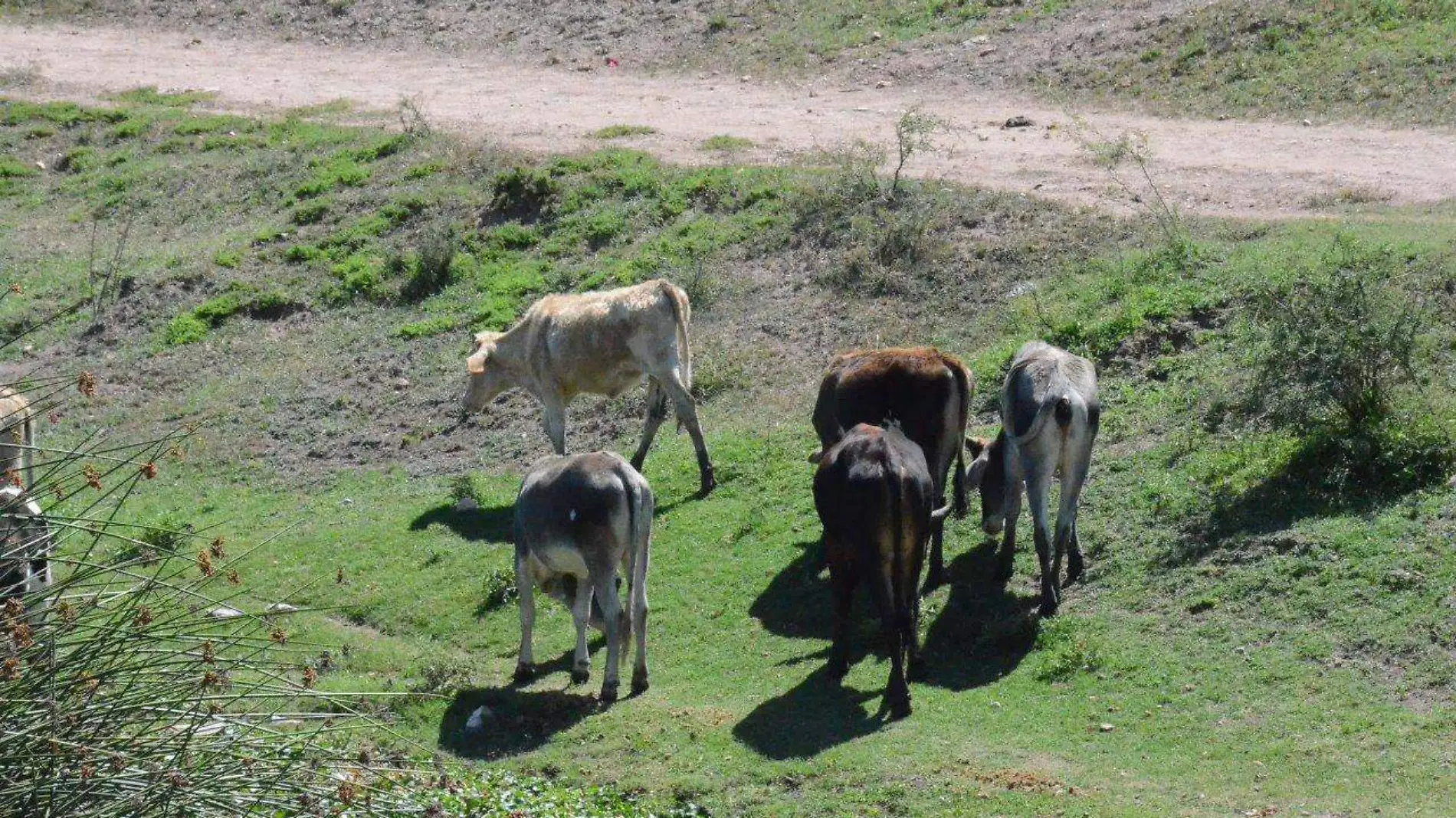 Surgen nuevas Unidades Productoras Pecuarias (UPP), en San Juan del Río.  Foto Luis